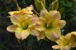 Fragrant Bouquet (Reckamp-Klehm, 1989) - klikni pro větší velikost