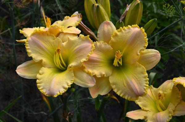Fragrant Bouquet (Reckamp-Klehm, 1989)